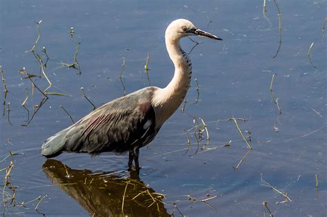 wetlands water birds